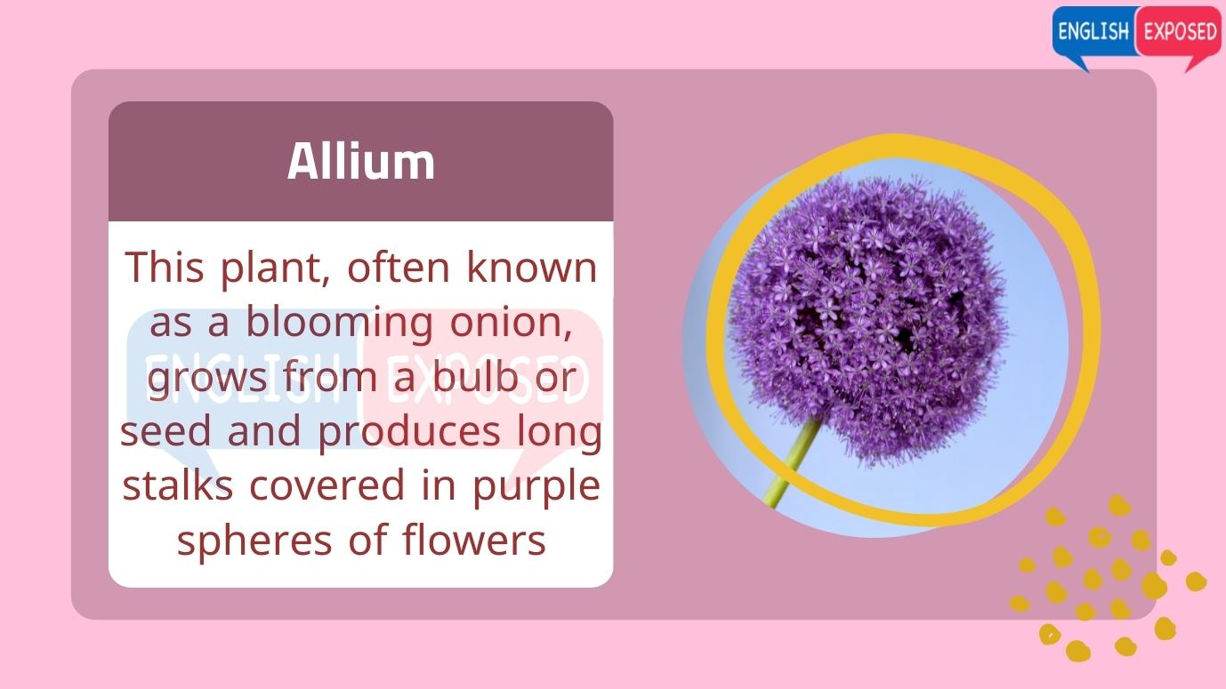 Allium-Flower-Names-In-English