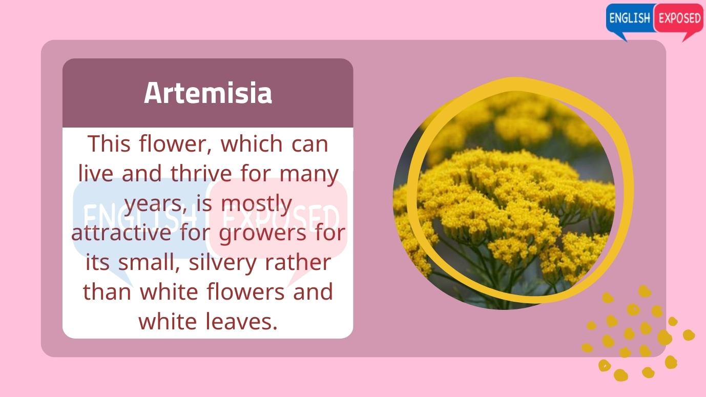Artemisia-Flower-Names-In-English