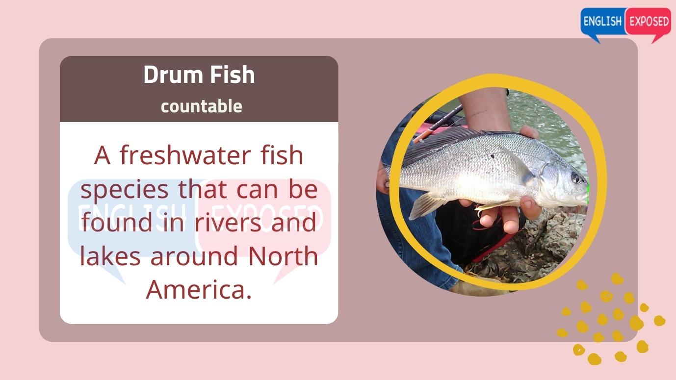 Drum-Fish-Foods-That-Start-With-D