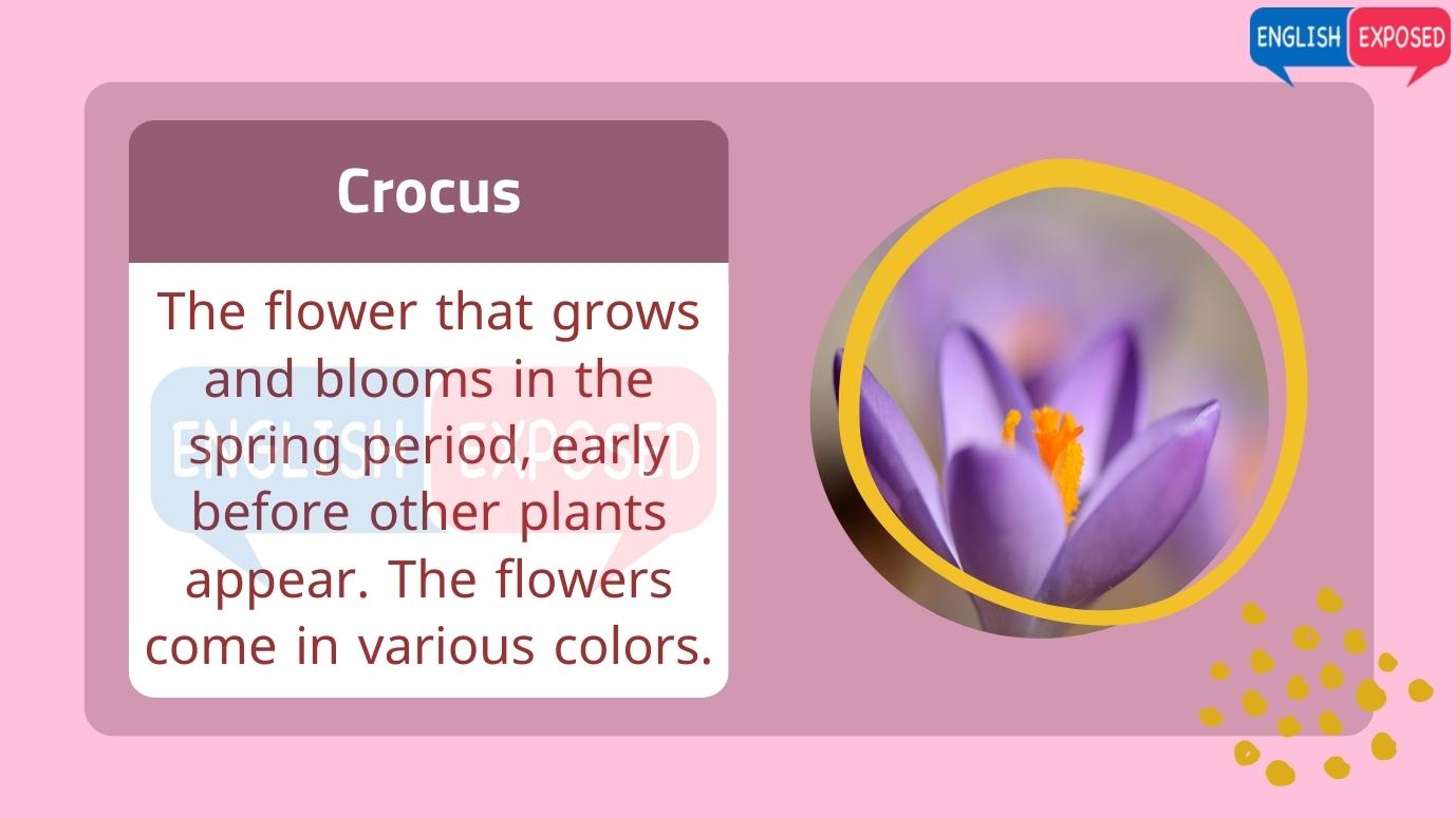 Flower-Names-Crocus