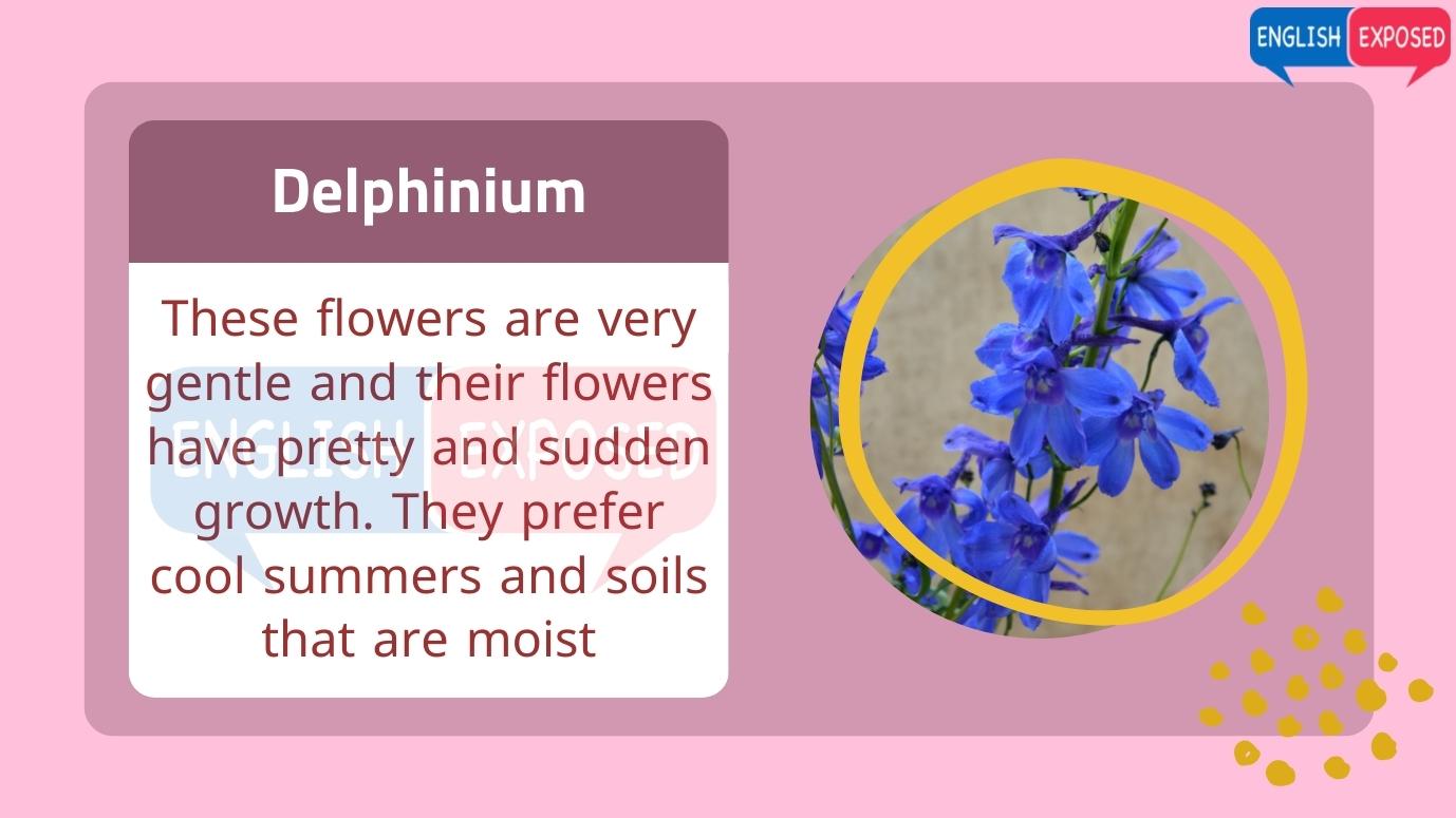 Flower-Names-Delphinium