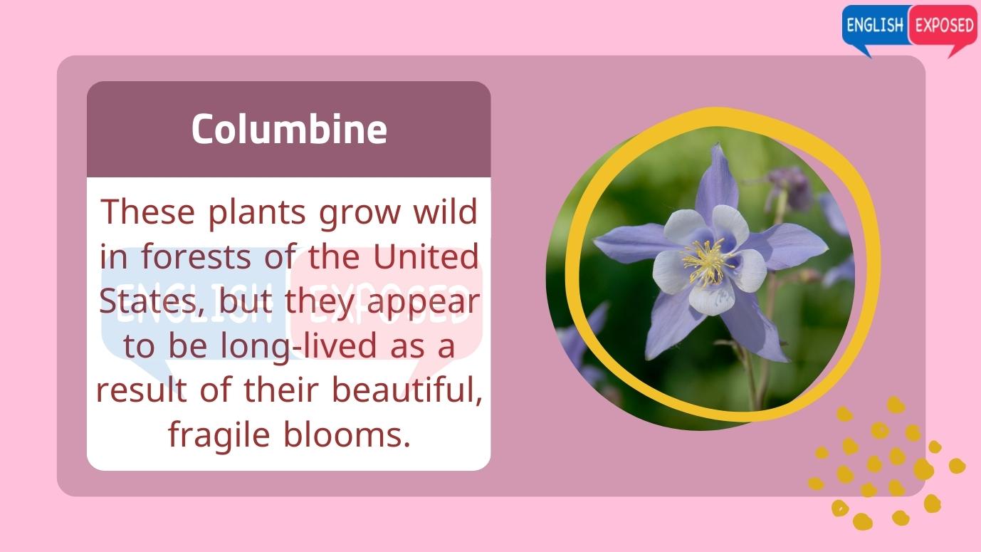 Flower-Names-columbine