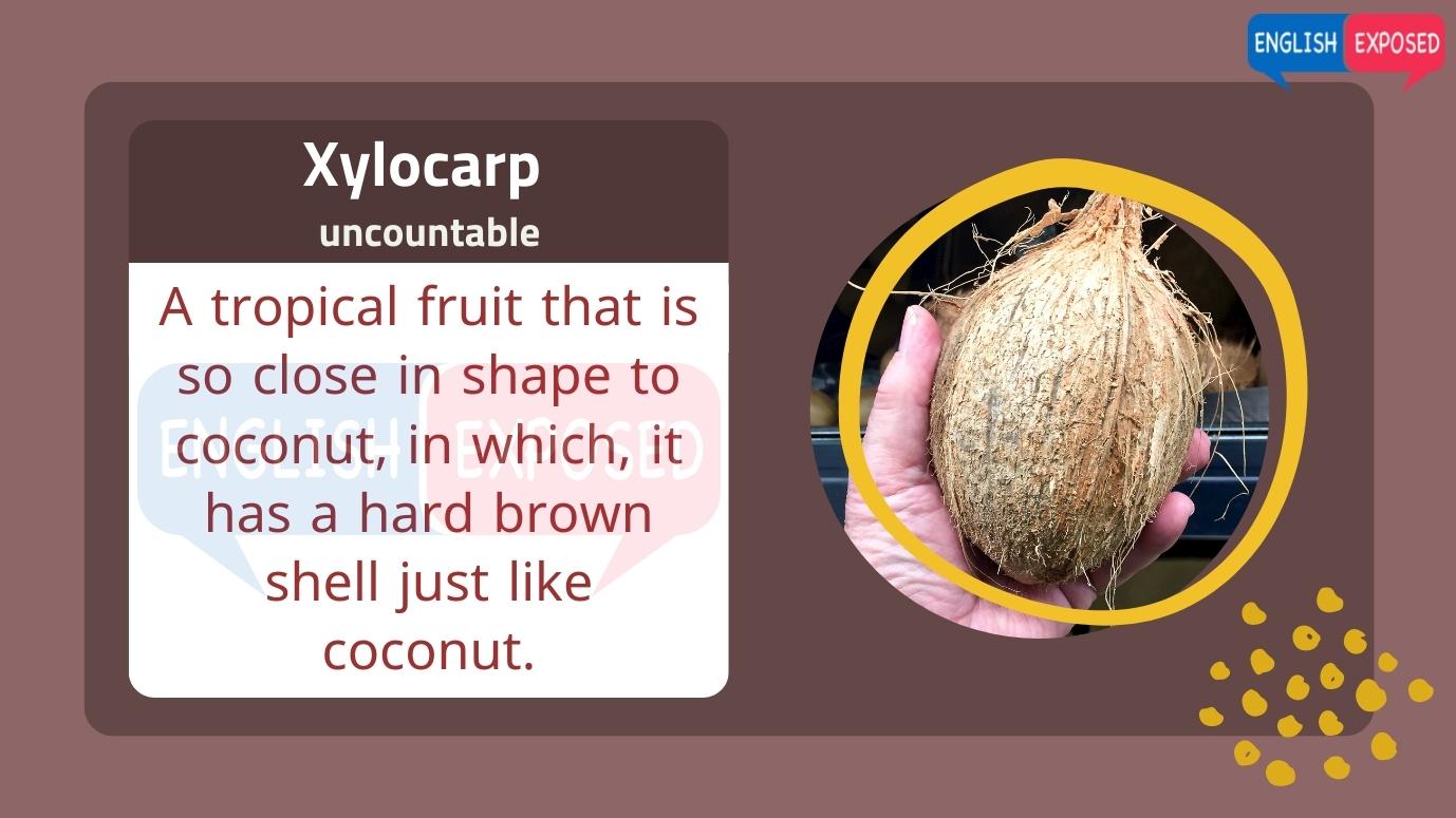 Xylocarp-Foods-that-start-with-x