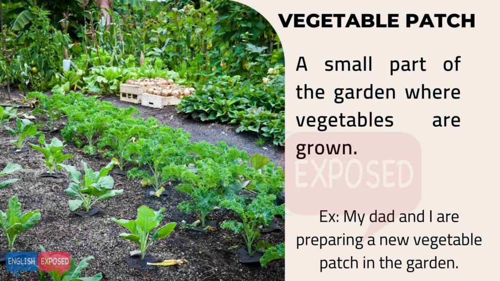 Vegetable-Patch-Parts-of-a-House